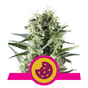 Royal Queen Royal Cookies | Feminisiert | 3 Samen