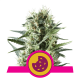 Royal Queen Royal Cookies | Feminisiert | 3 Samen