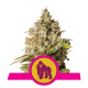 Royal Queen Royal Gorilla | Feminisiert | 5 Samen