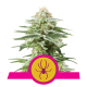 Royal Queen White Widow | Feminisiert | 3 Samen